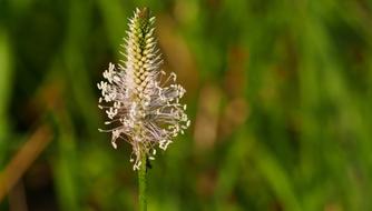 Nature Meadow Pasture