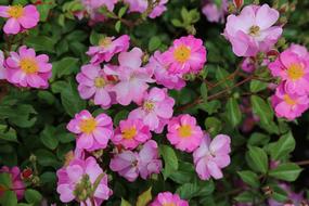 Flower Garden