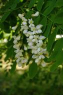 Tree Acacia The Smell Of