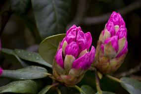 Garden Rhododendron Blossom