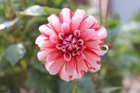 Nature Flower Plant