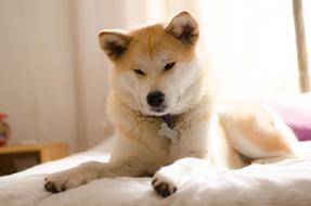 Dog Akita Inu