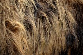 Nature Fur Cows Highland Cattle