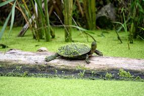 Grass Nature Animal