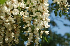Robinia Acacia Nature