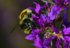 Meadow Hummel Macro Summer