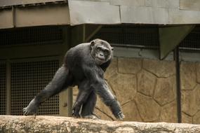 The Chimp Monkey Zoo