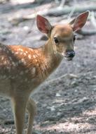 Roe Deer Kitz Wild