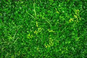 Plants Green Nature