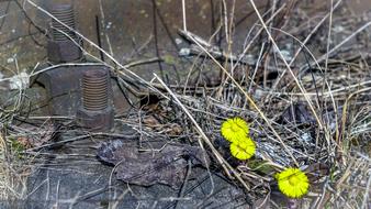 Nature Plant Outdoors