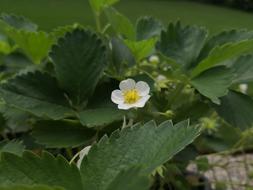Strawberry Flower