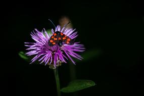 Flower Forest-Knapweed macro blur