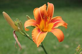 Day Lily Orange