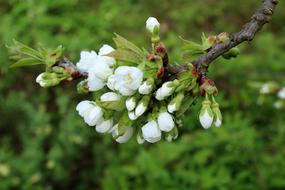 Cherry The Buds Fruit Trees