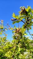 Caterpillars Spring Nature