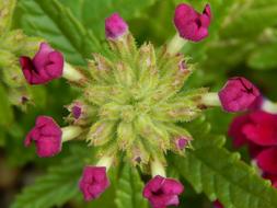 Flower Blooms Flowers