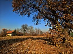 Tree Nature Outdoors