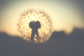 Dandelion Backlighting Nature