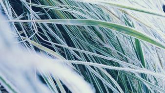 Grass Icing Detail
