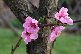 Peach Fruit Trees Spring Pink