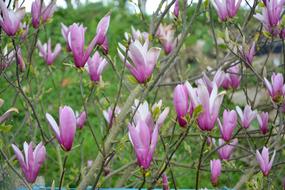 Flowers Magnolia Color Purple