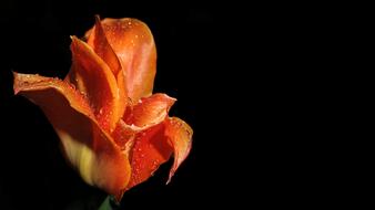 Tulip Plant Nature
