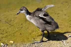 Coot Chicks Wing