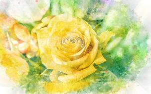 rose bouquet flower petal floral