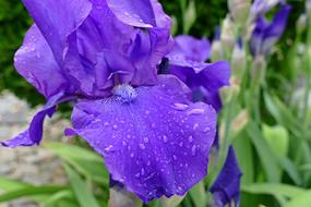 A Killer Whale Garden Flower