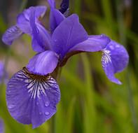 A Killer Whale Garden Flower