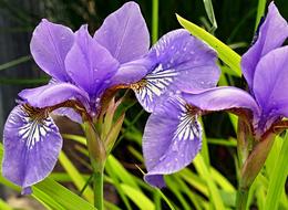 A Killer Whale Garden Flower