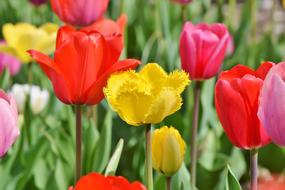 Tulips Tulip Field Tulpenbluete