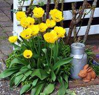 Flower Garden Plant