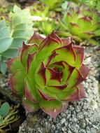Nature Plant Flower