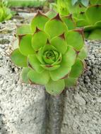 Plant Nature Leaf
