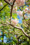 Sakura Flower Tree