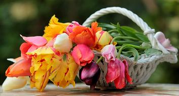 Still Life Plant Flower
