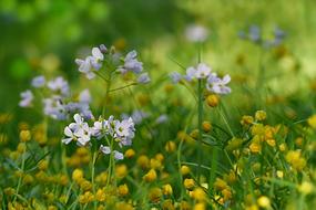 Nature Meadow Flower
