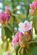 Flower Flowering Spring