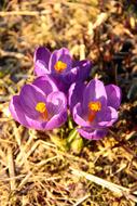 Nature Flower Plant