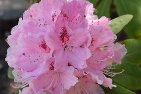 Flower Pink Color