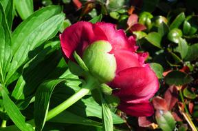 Peony Flower Spring
