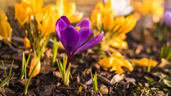 Nature Flower Plant