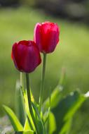Tulips Spring Flowers