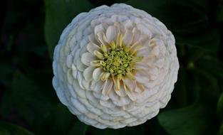 Flower Zinnia White
