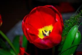 Nature Flower Tulip