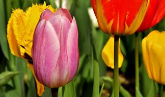 Tulips Flowers Colorful Spring