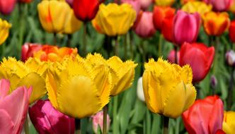 Tulips Flowers Colorful Spring