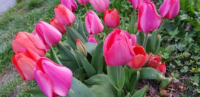 Tulip Nature Garden