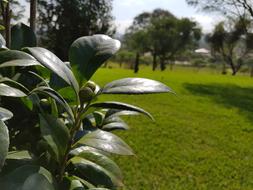 Green Plant Park